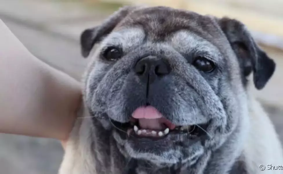 Velhice canina: com quantos anos o cachorro fica velho?